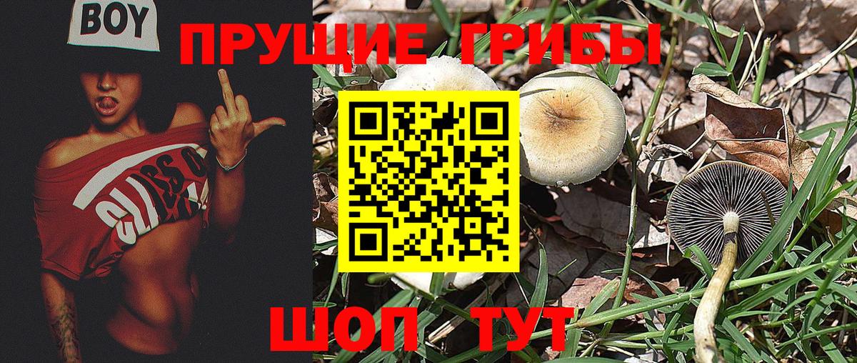 купить закладку  Вход с VPN  Среднеуральск  Псилоцибиновые грибы мухоморы 